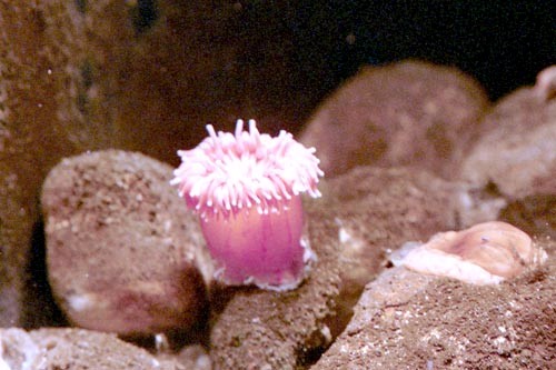 søanemone