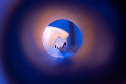 101023Decocean (33 of 49).jpg