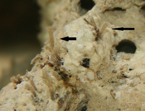 er det liv de er ca 5-7 mm høje