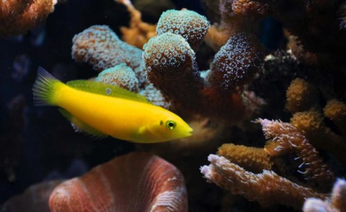 Canary Wrasse (Medium).JPG