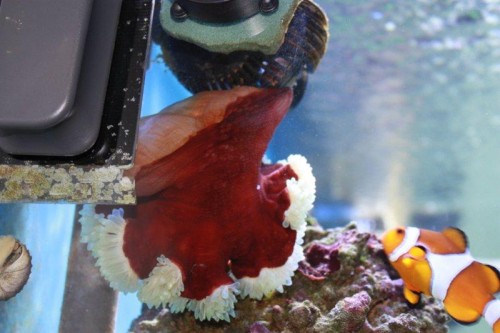 IMG_1093 Anemone.jpg