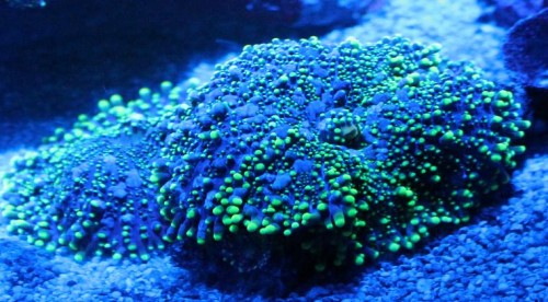 skive anemone i månelys 1.JPG