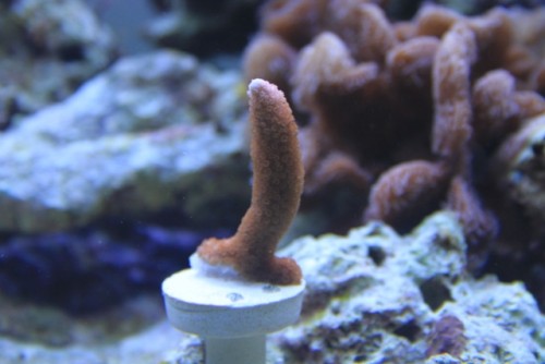 Montipora Rød forgrenet