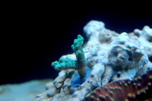 DSC_0387.jpg