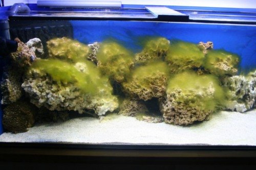 IMG_3684.jpg (49.6 KiB) Vist 1093 gange De grønne