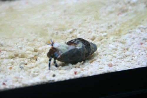 IMG_3654.jpg (33.04 KiB) Vist 1093 gange Eramitkrabs