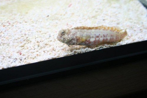 IMG_3667.jpg (31.38 KiB) Vist 1093 gange Hugo