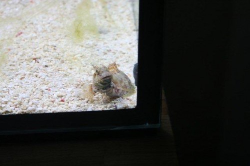 IMG_3668.jpg (26.45 KiB) Vist 1093 gange Han er da kær