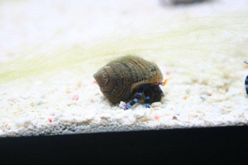 IMG_3655.jpg (26.77 KiB) Vist 1089 gange Eramitkrabs