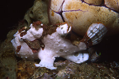 Fog_fish_ANTAntennariusmaculatus12.jpg