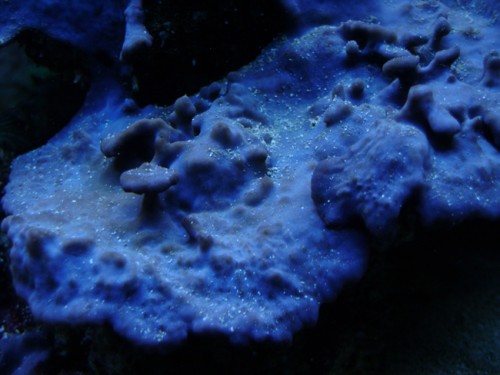 collospongia auris.jpg