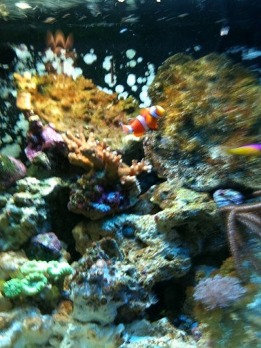 lige en nemo