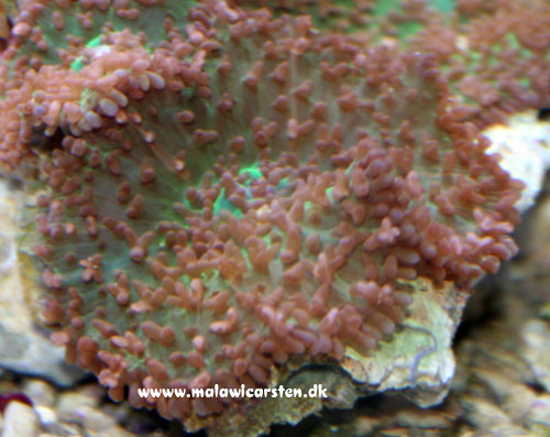 Ricordea yuma - Red Tip.jpg