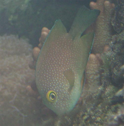 Ctenochaetus strigosus by noooze :P