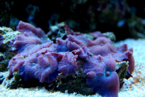 DSC_0513.jpg