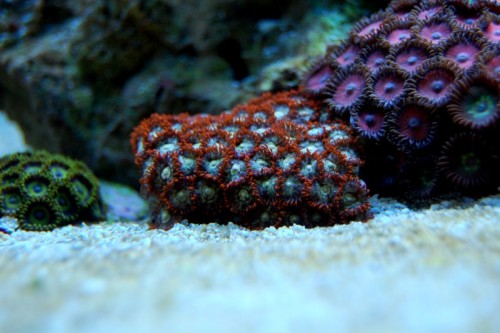 DSC_0524.jpg