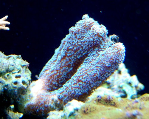DSC_0530.jpg