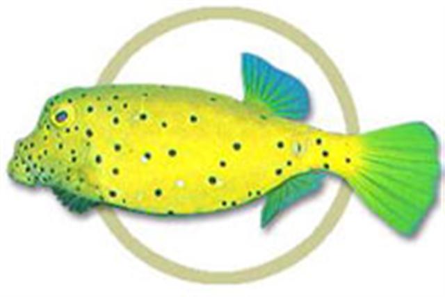 pw75345cubicus (Small).jpg