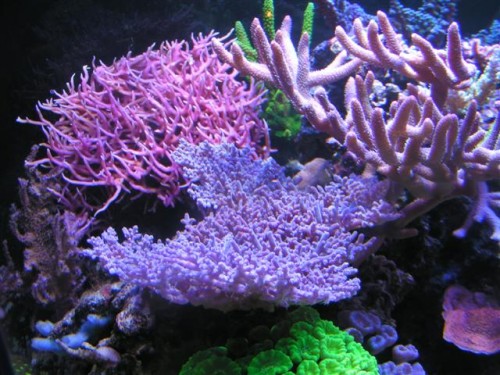 Billede 003 (Small).jpg