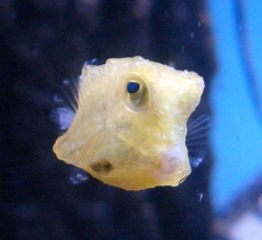 boxfisk.JPG