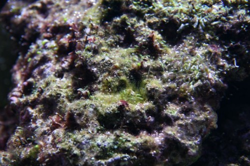 IMG_5130_small.JPG