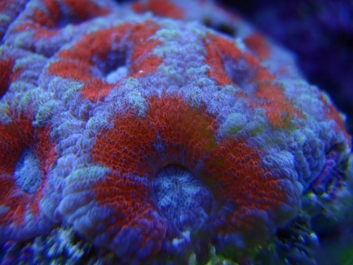 Macro Acan.JPG
