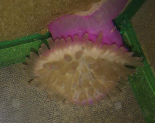 anemone.jpg