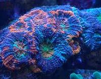 acan.JPG