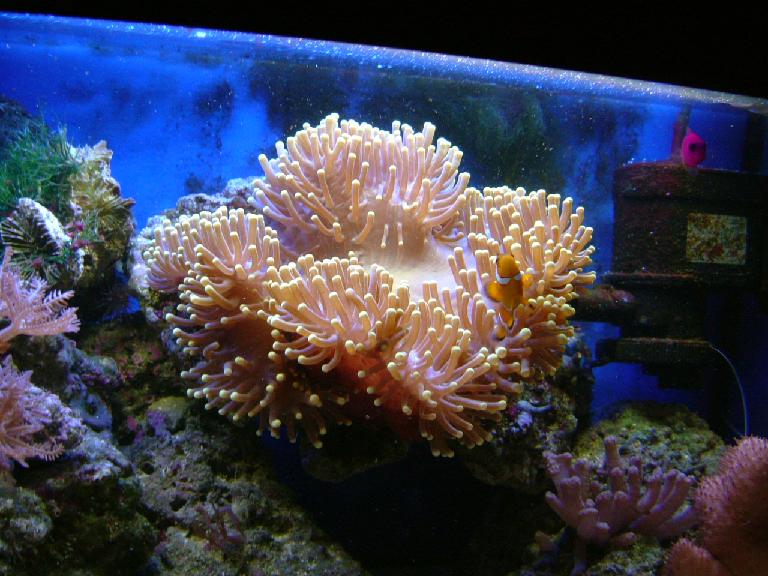 Heteractis Magnifica. Den er vokset godt siden den kom i, 40 dage siden.