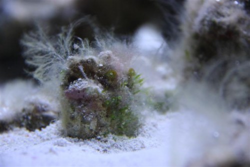 saltvandsakvarie 065 (Small).jpg