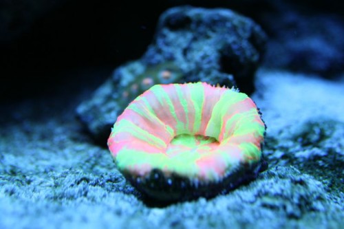 IMG_5144_small.JPG