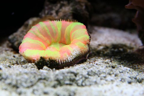 IMG_5157_small.JPG