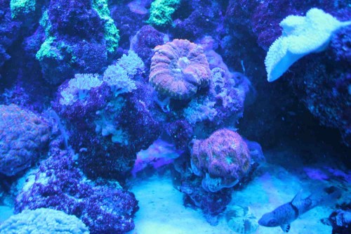 IMG_0457.JPG