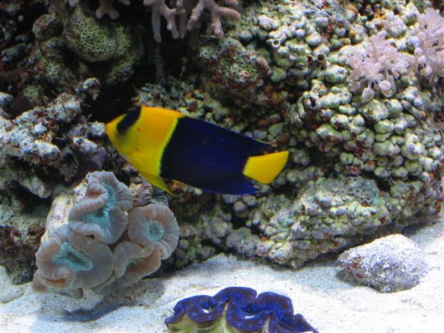 Bicolor.JPG