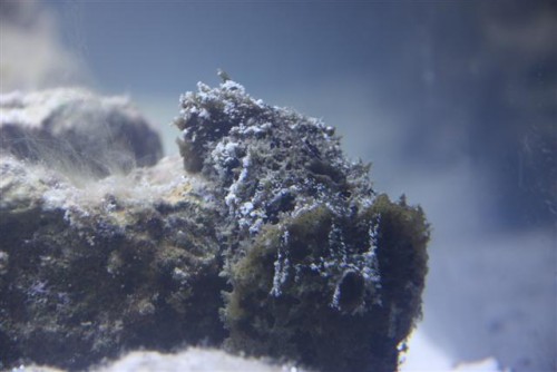 saltvandsakvarie 068 (Small).jpg