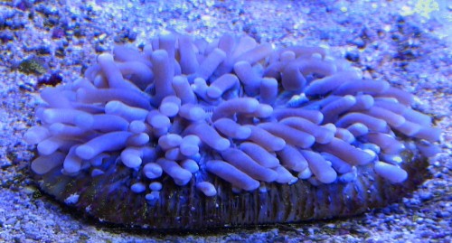 helio02.JPG
