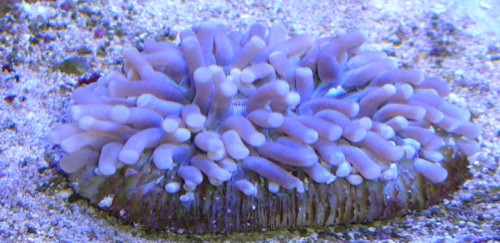 helio03.JPG