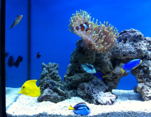 mine flotte fisk :)