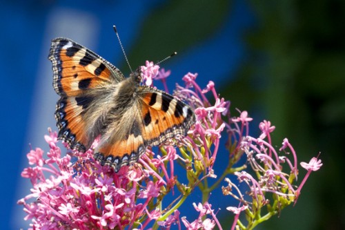 _MG_0857-OK_vs2011-WEB.jpg (143.9 KiB) Vist 4352 gange Foto taget på ca 60cm afstand ved hjælp af en mellemring på 25mm.