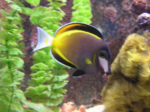 Japonicus