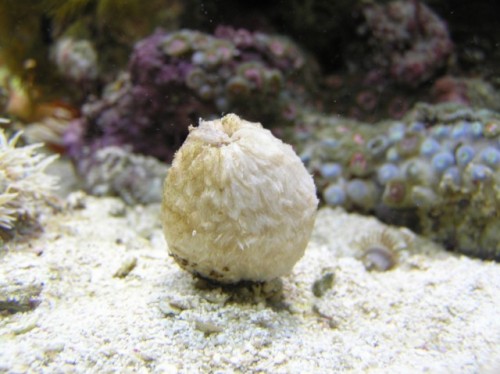 Christmas tree coral (har ikke været slået ud endnu...)
