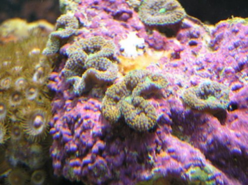 Ricordea Florida