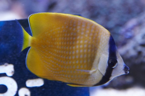 700px-Klovnfisken050908-017.jpg