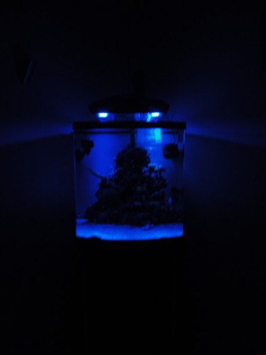 DSC01031.jpg (43.49 KiB) Vist 1597 gange her er så et billede med natlyset. jeg kan godt li at de lyser siderne op og lader stnsætningen stå i tusmørke, så man kun kan skimte hvad der sker der inde. :-) jeg undskylder det lidt dårlige nat billede, men mit kamera er elendigt til at ta billeder i svagt lys:-(