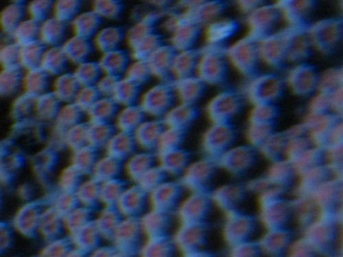 koral 002 (Small).jpg
