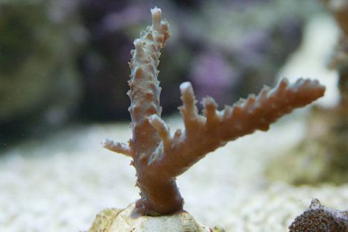 acropora.jpg