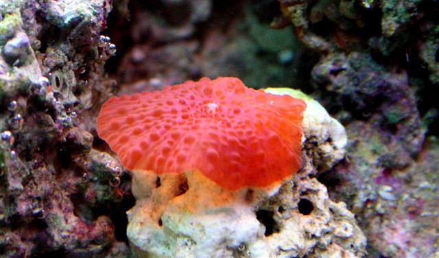 skiveanemone (Small).jpg