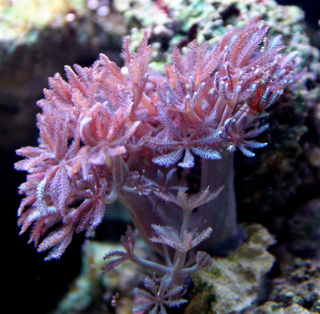 Xenia (Small).jpg