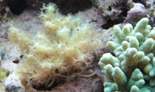 Hvilken koral er det?