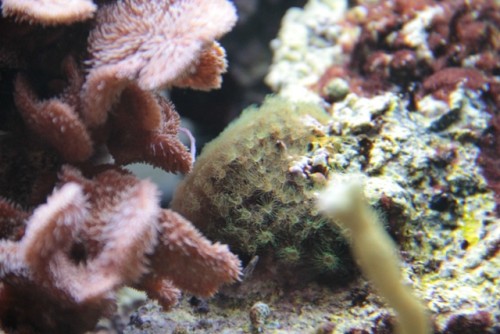 hvad er de små grønne &quot;rør&quot;?